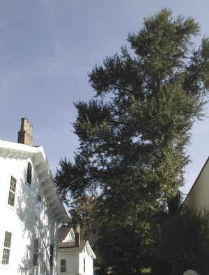 The Zadock Pratt Ginkgo tree planted in 1825